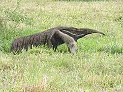 A black and white animal with a long nose and shaggy tail