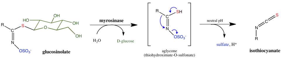 mechanism of glucosinolate hydrolysis by myrosinase