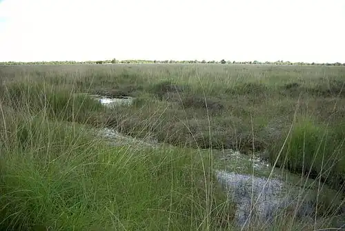 A bog in Ostfriesland, Germany