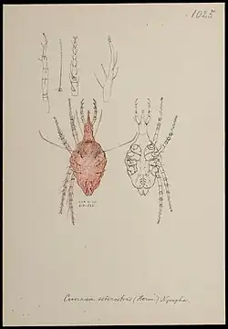 A sketch of Cunaxa setirostris