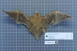 Brown bat