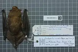 Brown bat