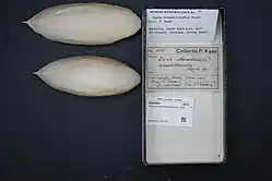 shell from Ascarosepion novaehollandiae at Rijksmuseum van Natuurlijke Historie, Leiden