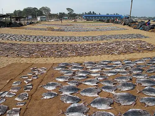 Skipjack drying in Negombo, Sri Lanka