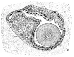 Illustrated dissection of the mussel Lampsilis, showing the crystalline style ("st") in cross-section