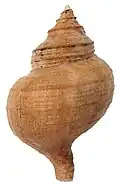 Abapertural view of the shell of Neptunea pribiloffensis.