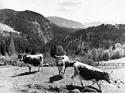 black-and-white photograph of three colour-sided cattle on mountain pasture