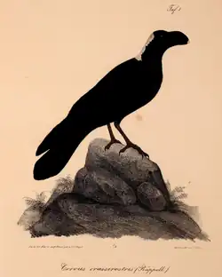 Rüppell's depiction of the species (1835).