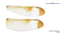 Female wings