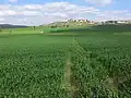 Wheat fields in the Valley of Elah