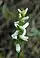 Spiranthes cernua, nodding lady's tresses, Moonlight Bay vicinity