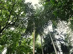 Three narrow straight palm trunks reaching into a canopy of mixed foliage