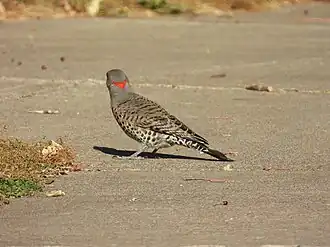 C. a. luteus, in Minnesota