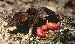 Brown shrew