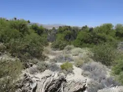 Northwest Looking View of the DNR Mesquite Bosque