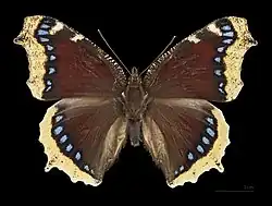 Male, dorsal side