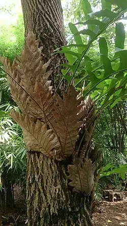 Fern growing on a tree, with dry brown scalloped leaves on left and green pinnatifid leaves on right