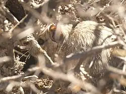 A degu obscured by sticks and grass