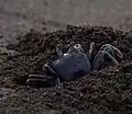 Horned ghost crab (Ocypode ceratophthalma) from a black sand beach in Kauai