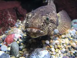 Odontobutis obscura; Odontobutidae