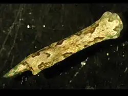 Odontoglaja guamensis