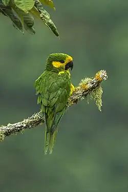 A green parrot with a yellow forehead and cheeks