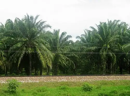 Palm plantation in Magdalena. Colombia is one of the top 5 palm oil producers in the world.