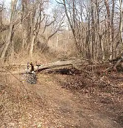 Before paving completion in 2012. Fallen trees across dirt trail.
