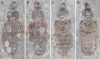 Holotype (A,B) and paratype (C,D) specimens of Omma liassicum dating to the Triassic-Jurassic boundary ~ 200 million years ago