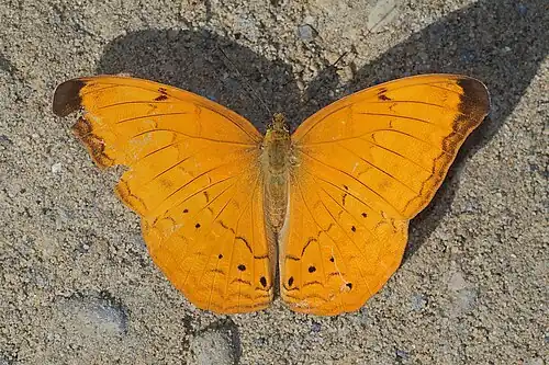Dorsal view