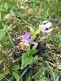 Bee orchid