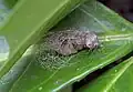 Pupating