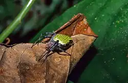 E. nephiloides, Osa Peninsula, Costa Rica