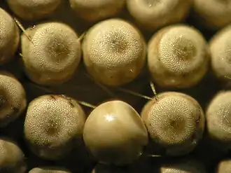 eggs (close up)