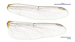 Female wings