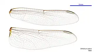 Male wings