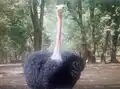 Ostrich at Kano Zoo