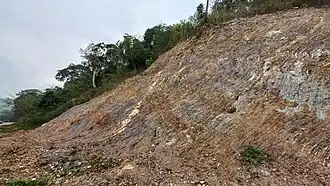 An outcrop of deformed Liminangcong chert near the Marina del Sol yacht club in Busuanga showing distinct folding