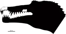 Silhouette of Oxalaia's head with the fossil jaw and snout fragments in place