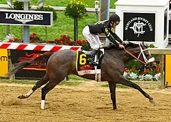 A dark brown race horse and jockey crossing the finish line at Pimlico racetrack