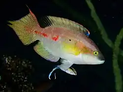 Male with bluestreak cleaner wrasse