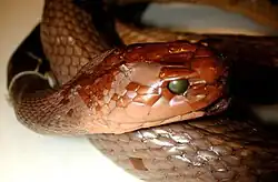 Close-up of a preserved snake's face, scales reddish brown and eyes replaced with beads.
