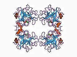1a0l: HUMAN BETA-TRYPTASE: A RING-LIKE TETRAMER WITH ACTIVE SITES FACING A CENTRAL PORE