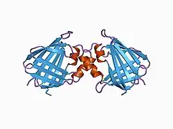 1cbi: APO-CELLULAR RETINOIC ACID BINDING PROTEIN I