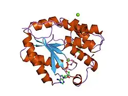 1e9c: MUTANT HUMAN THYMIDYLATE KINASE COMPLEXED WITH TMP AND APPNP