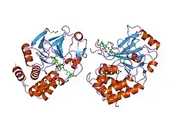 1fjm: PROTEIN SERINE/THREONINE PHOSPHATASE-1 (ALPHA ISOFORM, TYPE I) COMPLEXED WITH MICROCYSTIN-LR TOXIN