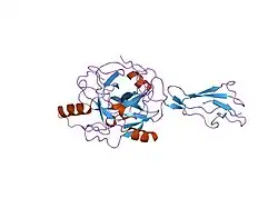 1md8: Monomeric structure of the active catalytic domain of complement protease C1r