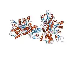 1mdu: Crystal structure of the chicken actin trimer complexed with human gelsolin segment 1 (GS-1)