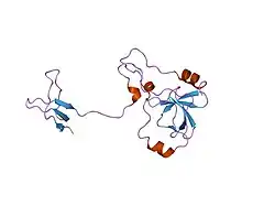 1ng2: Structure of autoinhibited p47phox