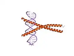 1nwq: CRYSTAL STRUCTURE OF C/EBPALPHA-DNA COMPLEX